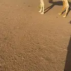 ناقه وضحى كفوو عليها وسم الفصام للبيع