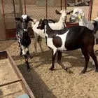 معزا مقاني مراح
