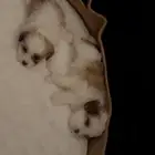 جوز جراوه