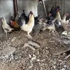 دجاج بلدي