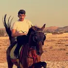 حصان شعبي للبيع