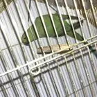 درة هندي انثى