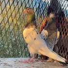 جوز تيدي