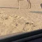 عشراء شقحاء كفو