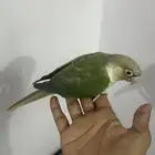 كنيور سينمن تركواز