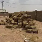 تبن للبيع الموقع جنوب حايل