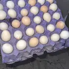 بيض بلدي للبيع