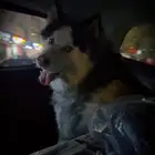 كلب هاسكي قابل للتزاوج