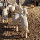 حري
