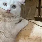 قط لتزاوج