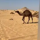 للبيع قعود اشعل دبياني و معه بكره