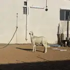 سواكني