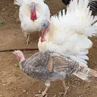 ثلاثه ديوكه رومي. عرض الديك با 150