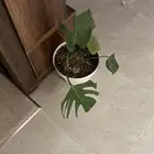 مطلوب شقة عوايل بالجوهره او حولها