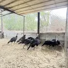 دجاج رومي القنفذة القوز