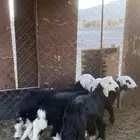 خرفان نجد تم البيع