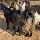 معزا مضاريع