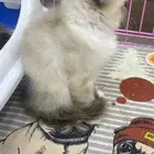 قطط انثى للبيع