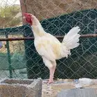 دجاج بلدي