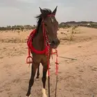 حصان شعبي طيب