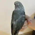 ببغاء روز اليف جدا