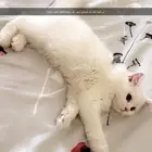 مطلوب قط للتبني بمواصفات ع الصوره