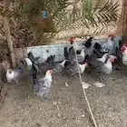 دجاج بياض فيومي