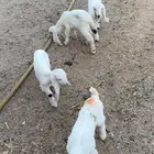 دواغير تيوس وجفرات