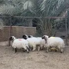 للبيع غنم نعيمي عدد 4