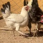 دجاج بياض وديك