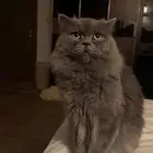 قط شيرازي للتبني الدمام