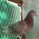 جوز زاجل سباق