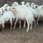 رخال رفيد بلدي