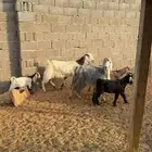 معزى متاويم طيبه