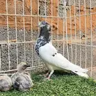 جوز بكستاني تيدي منتج