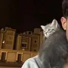 كيتن لعوب جدا للبيع