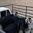 معزا