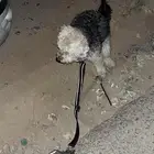 كلب بودل