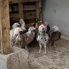 صوص بلدي عمر ثلاثه اشهر تقريبا