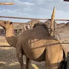 جمل احمر