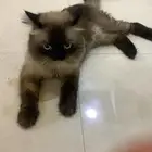 ذكر هملايا للبيع نظيف