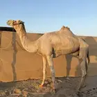 جمل حر