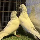 حمام سلكوتي