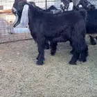 مشاريع فحول طيبه