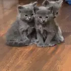 قطط كيتن