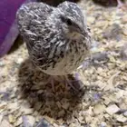 سمان مريعي