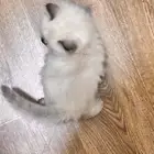 قطط هملايا