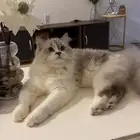 قطه للتبني