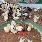 صيصان إعمار 13 يوم