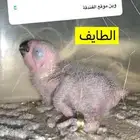 فروخ كاسكو